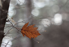 photo "***"