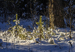 photo "***"