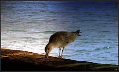 photo "Dinner at the end of the day"