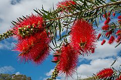 photo "Bottle brush_2"