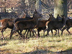 фото "Wildlife"