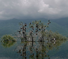 photo "Lake Kerkini,Greece"