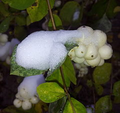 фото "first snow"
