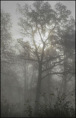 photo "***"