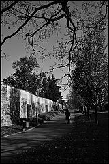 фото "Bетви и дорога"