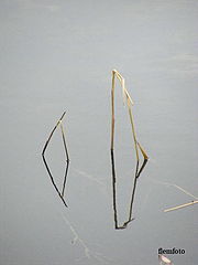 фото "Nature"