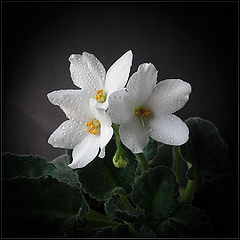 photo "***"