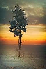 photo "***"