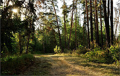 фото "Старый парк"