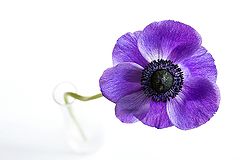 photo "***"