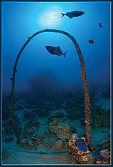photo "Lost in the depth"