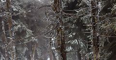 photo "***"