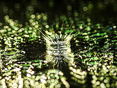 photo "***"