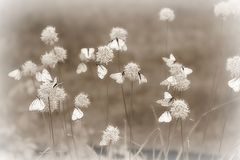 photo "***"