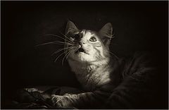 фото "Возмездие."
