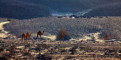 фото "IN THE DESERT"