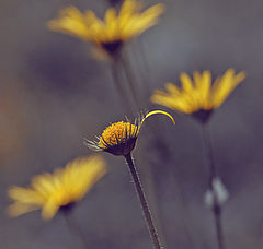 photo "***"