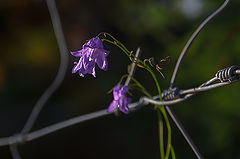 photo "***"