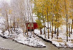 фото "red in snow"