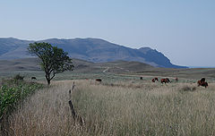 photo "***"