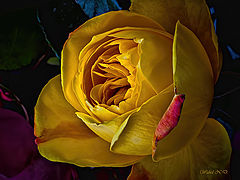 фото "Rose"