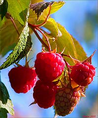photo "Wild raspberries"