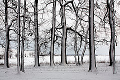 photo "***"