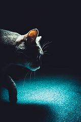 photo "***"
