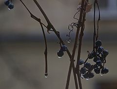 photo "***"