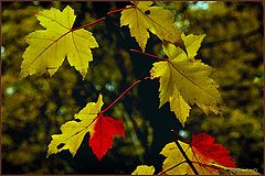 фото "leaves"