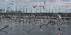 photo "seagulls"