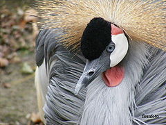 фото "Bird"