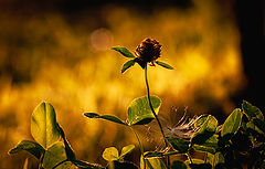 photo "***"