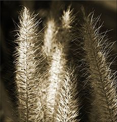 фото "Grasses"