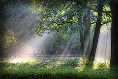 photo "Morning in the park"