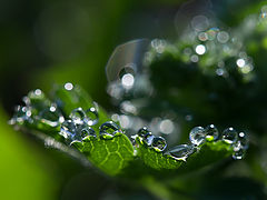 photo "***"