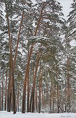 photo "Come winter"