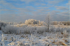 photo "Hoarfrost."