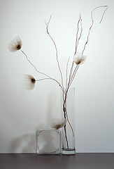 photo "***"