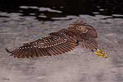 photo "Heron in flight"