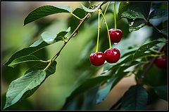 фото "Siberian Cherry"
