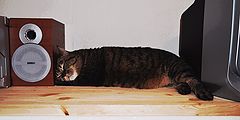 фото "Sleeping"