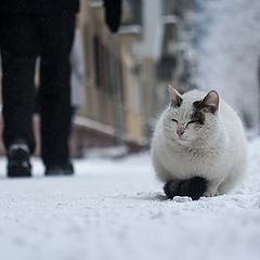 photo "cat"