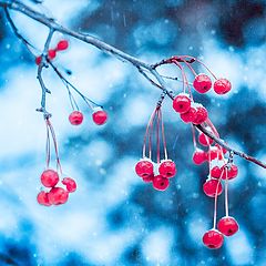 photo "Winter"