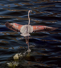 photo "Dancing on the water"