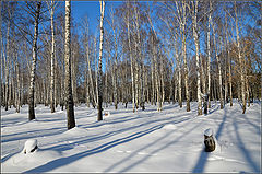 фото "Зимняя березовая"