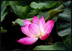 photo "Dance a lily on eyelash night"