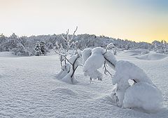 фото "Под тяжестью снега"