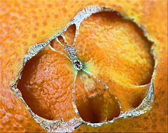 фото "Navel, No Lint"