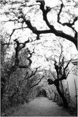 фото "***"